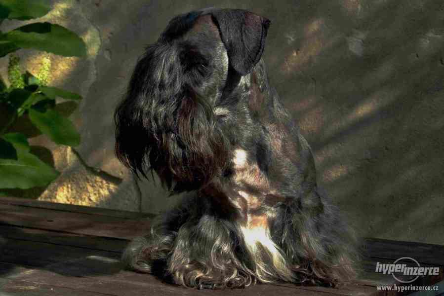 Český teriér-štěňata - foto 1