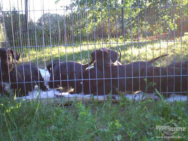 Český teriér-štěňata - foto 2