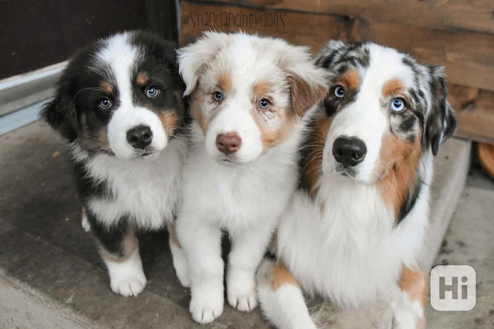 Štěňata australských ovčáků - foto 1