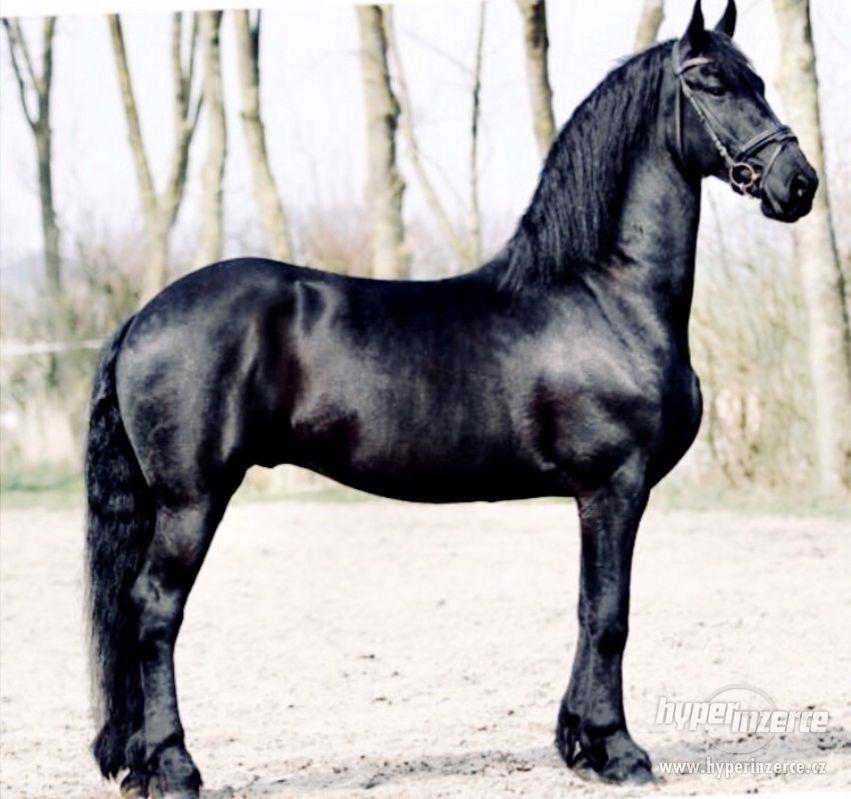 Krásná černá klisna Fríský kůň, na prodej - foto 1