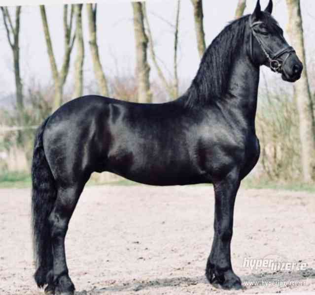 Krásná černá klisna Fríský kůň, na prodej - foto 2