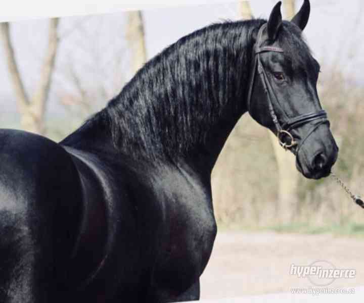 Krásná černá klisna Fríský kůň, na prodej - foto 3