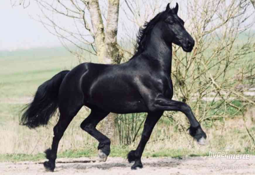 Krásná černá klisna Fríský kůň, na prodej - foto 4