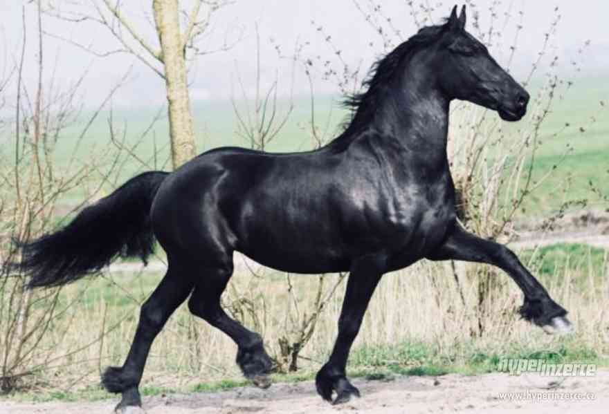 Krásná černá klisna Fríský kůň, na prodej - foto 5