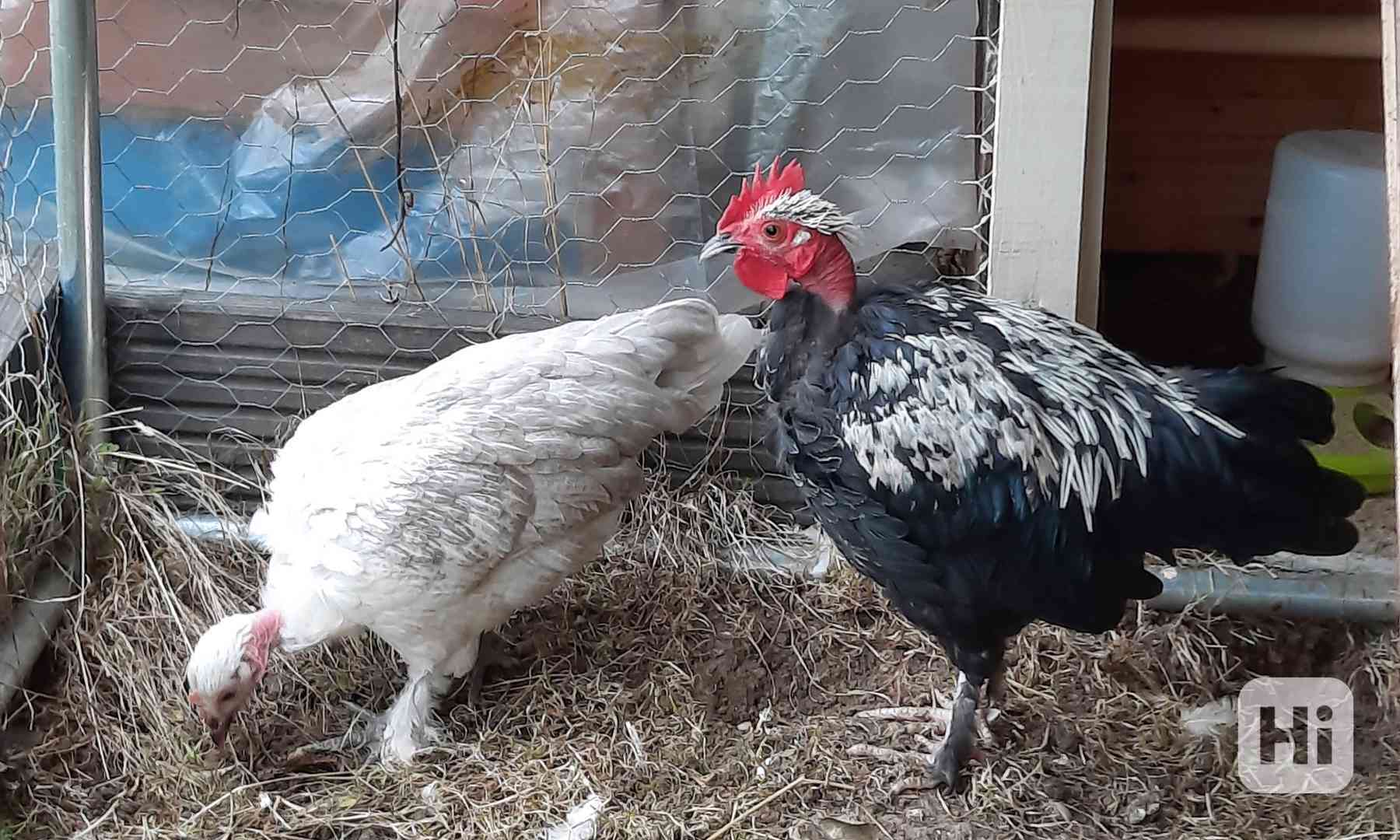 slepička zakrslá - liliput - foto 1