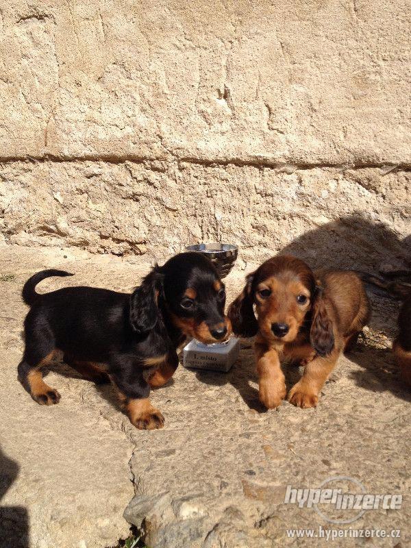 Jezevčík dlouhosrstý standart - foto 1