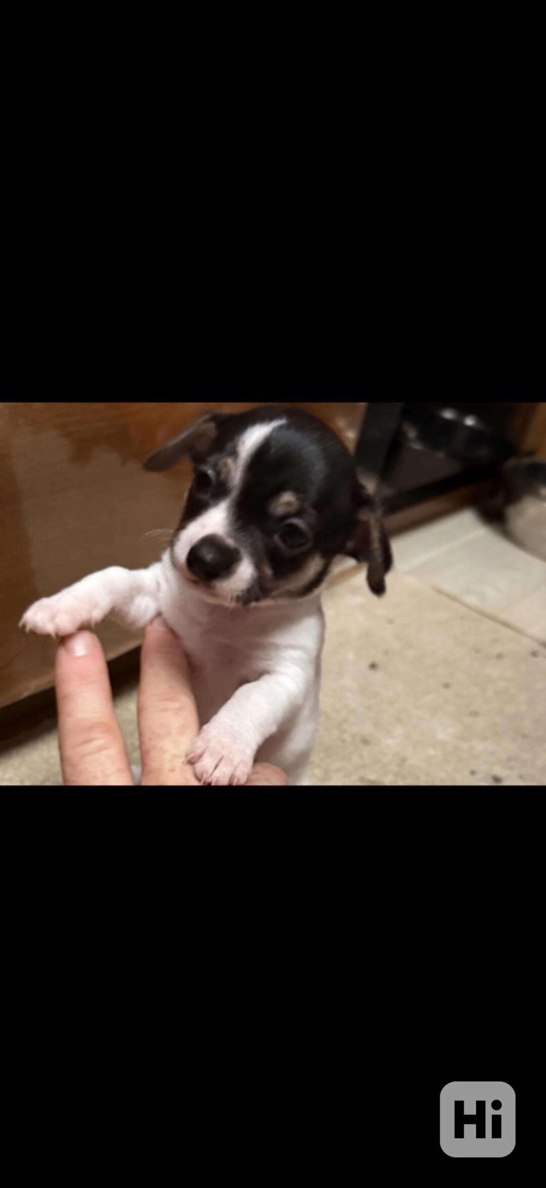 Čivava Mini - foto 1