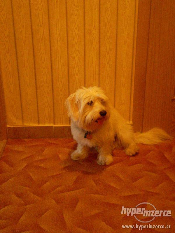 Nabízím ke krytí pejska - foto 3