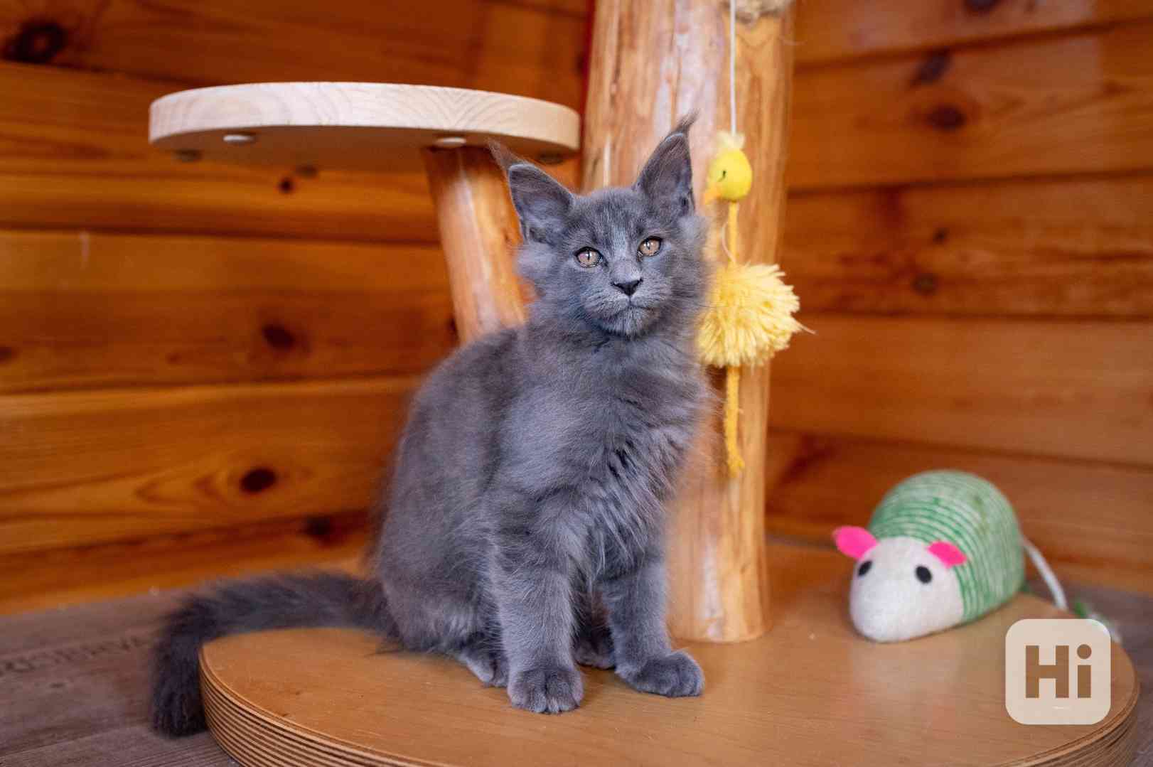 Mainská mývalí koťátka s PP... - foto 1