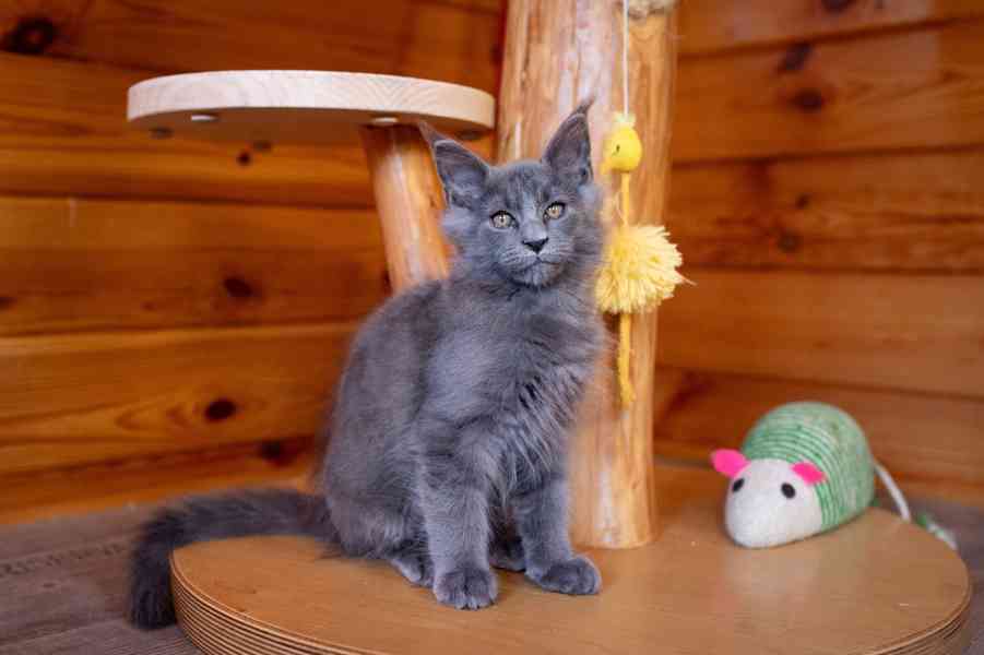 Mainská mývalí koťátka s PP...