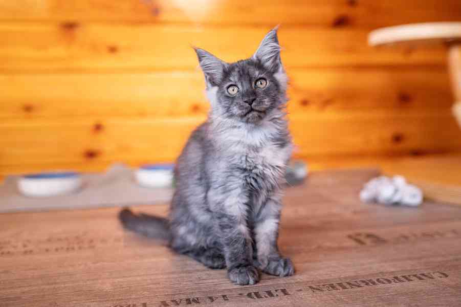 Mainská mývalí koťátka s PP... - foto 12