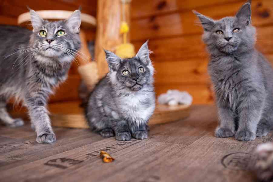 Mainská mývalí koťátka s PP... - foto 7