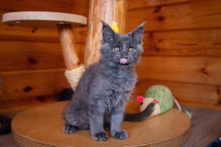 Mainská mývalí koťátka s PP... - foto 2