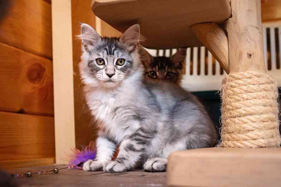 Mainská mývalí koťátka s PP... - foto 4