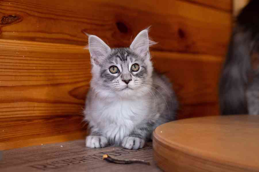 Mainská mývalí koťátka s PP... - foto 8