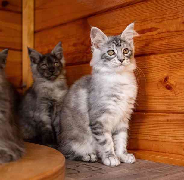 Mainská mývalí koťátka s PP... - foto 6