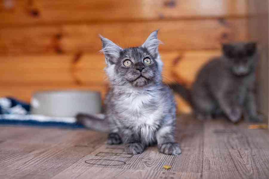 Mainská mývalí koťátka s PP... - foto 9