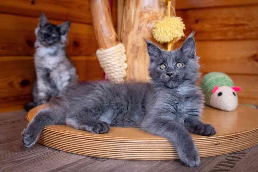 Mainská mývalí koťátka s PP... - foto 3