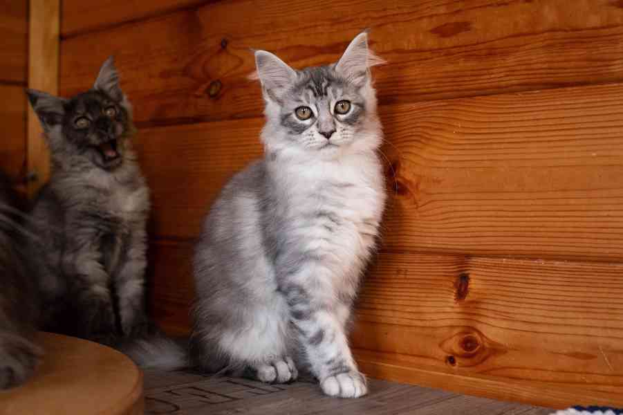 Mainská mývalí koťátka s PP... - foto 5