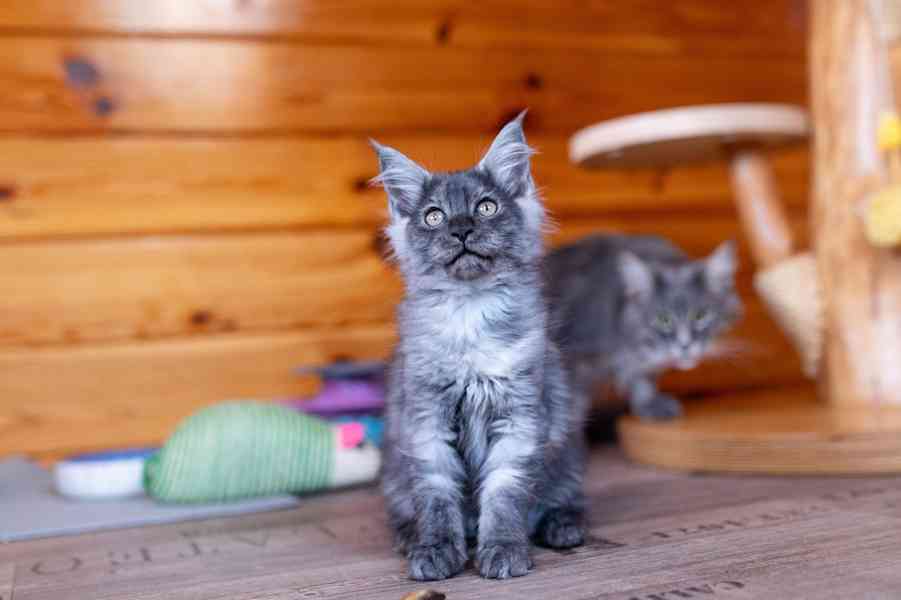 Mainská mývalí koťátka s PP... - foto 10