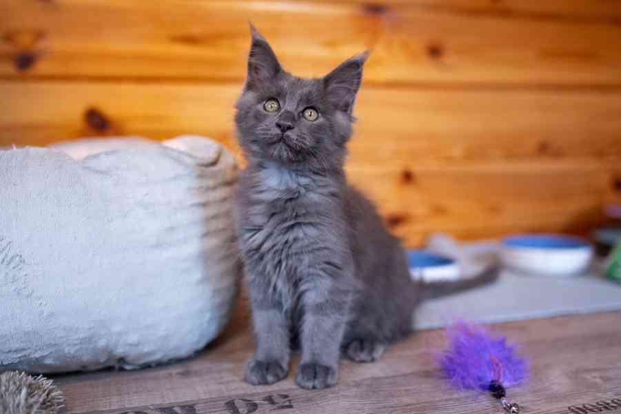 Mainská mývalí koťátka s PP... - foto 11