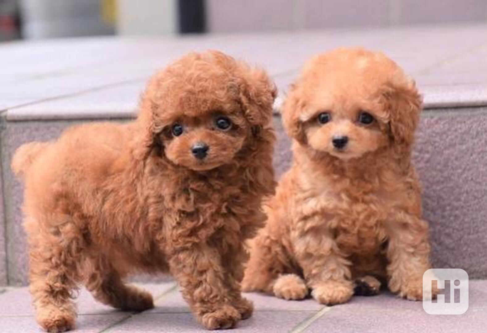 Roztomilá štěňata toy pudla - foto 1