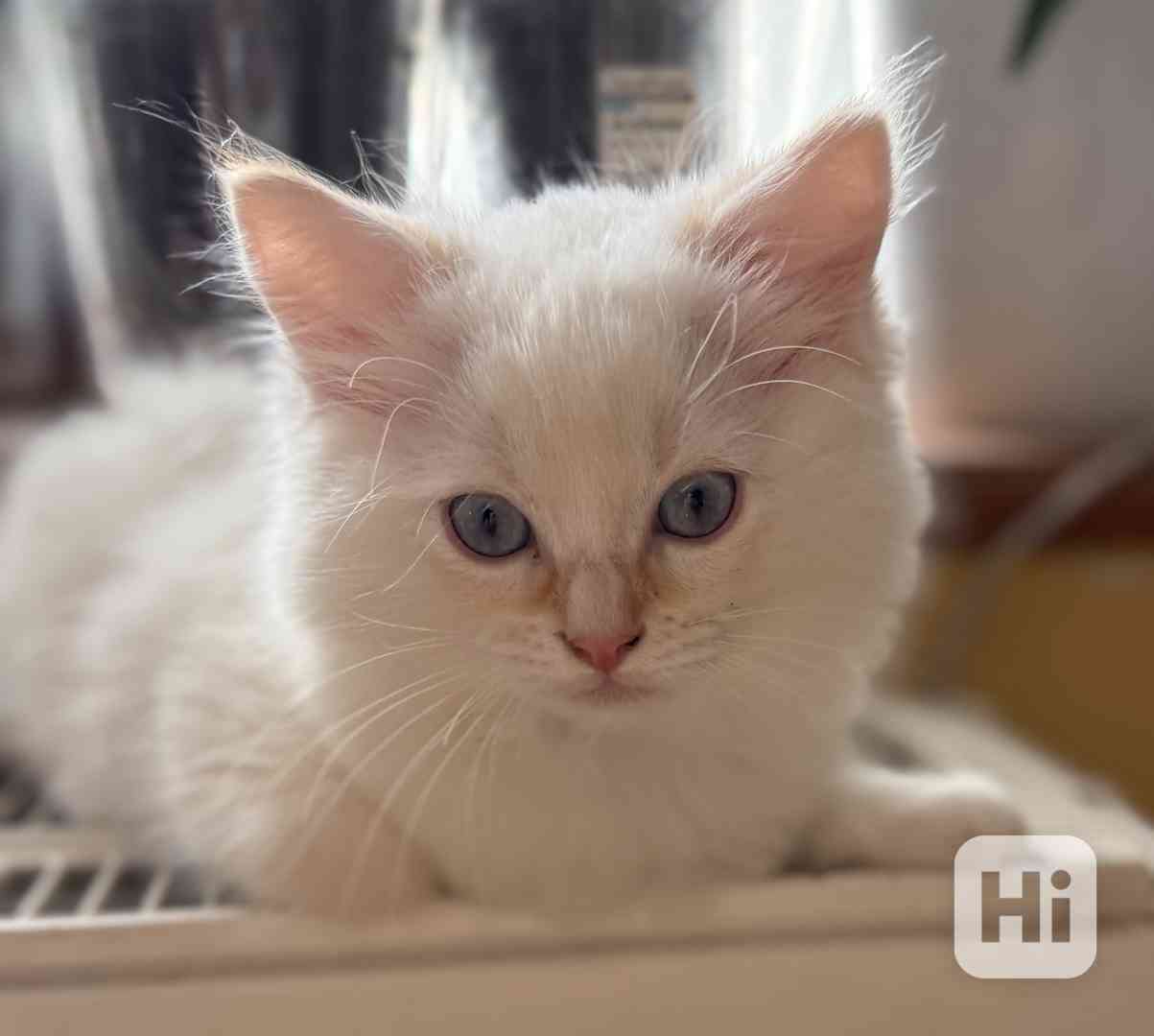 Ragdoll kocourci - foto 1