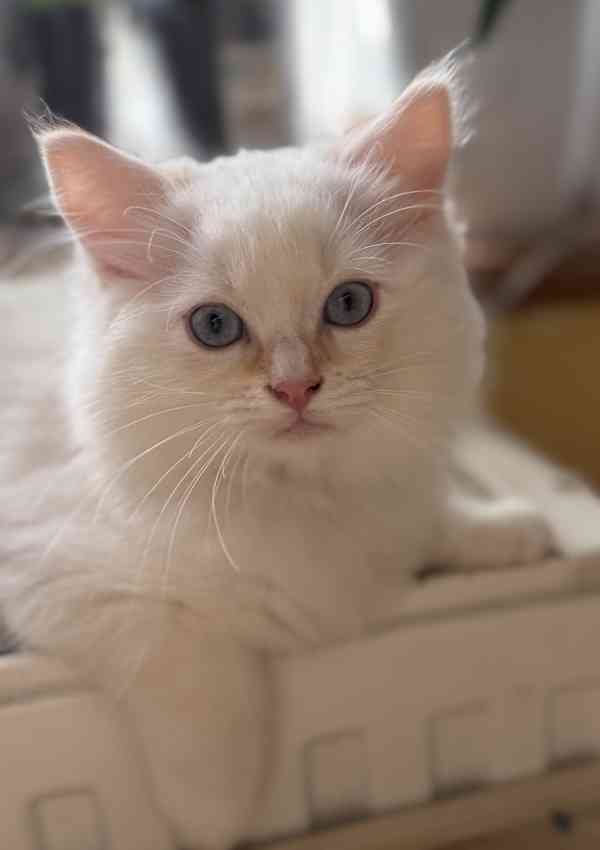 Ragdoll kocourci - foto 2