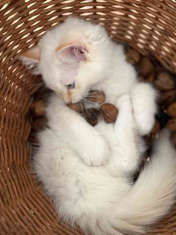 Ragdoll kocourci - foto 4