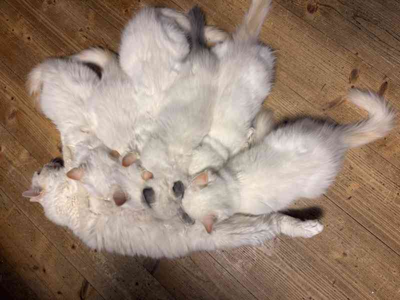 Ragdoll kocourci - foto 5