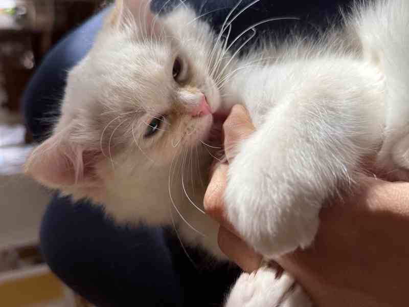 Ragdoll kocourci - foto 3