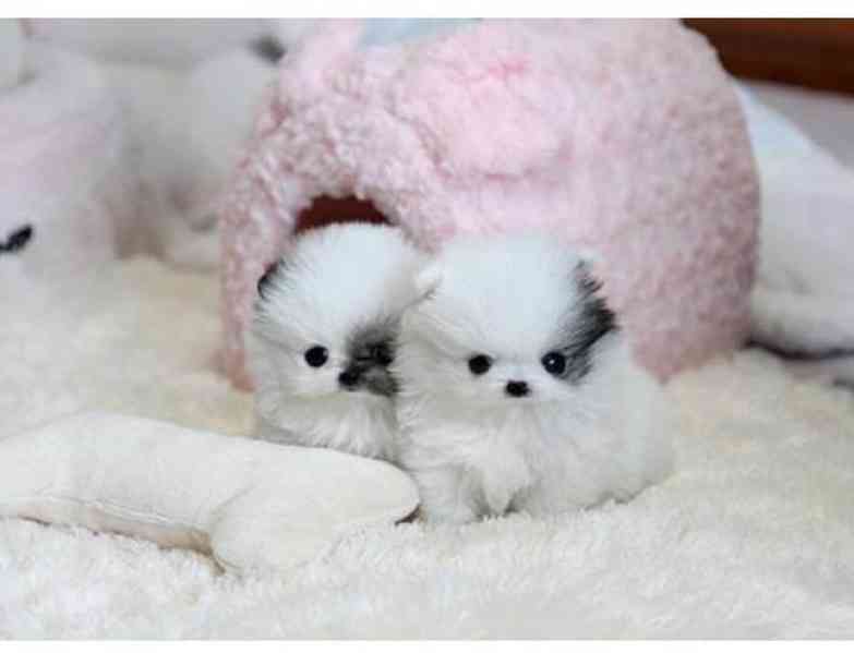 pomeranian štěňata k adopci,, - foto 1