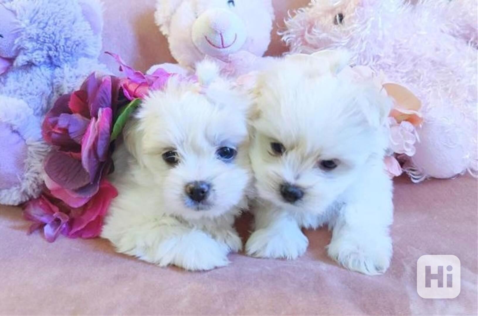 Nejkouzelnější a nejrozkošnější maltézská štěňátka k adopci - foto 1