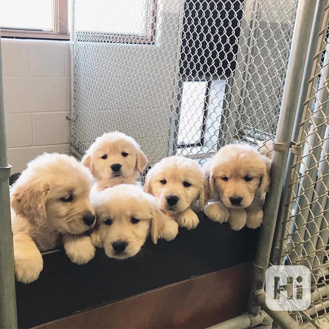 Krásná a hravá štěňata zlatého retrívra hledají nový domov. - foto 1