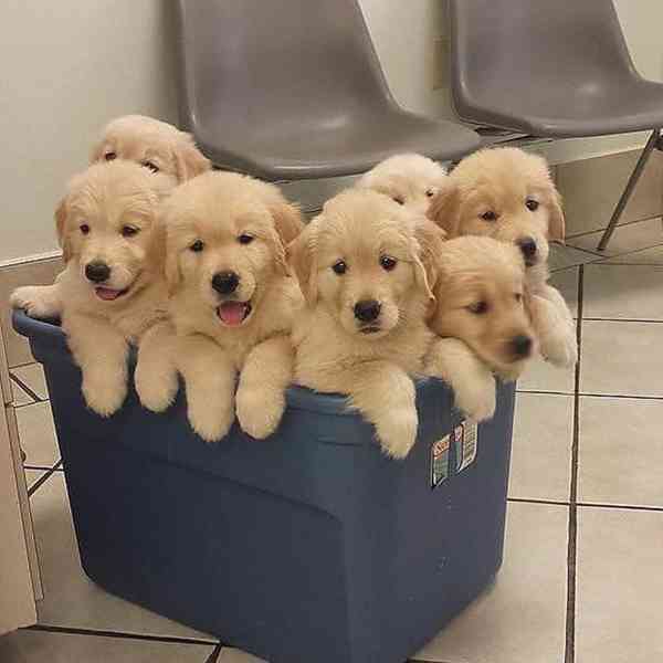 Krásná a hravá štěňata zlatého retrívra hledají nový domov. - foto 2