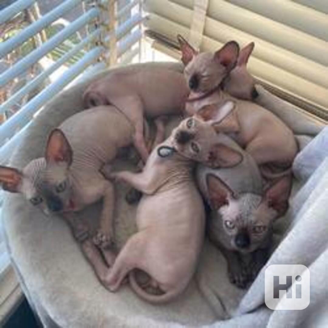 Roztomilá koťátka sphynxů na prodej. - foto 1