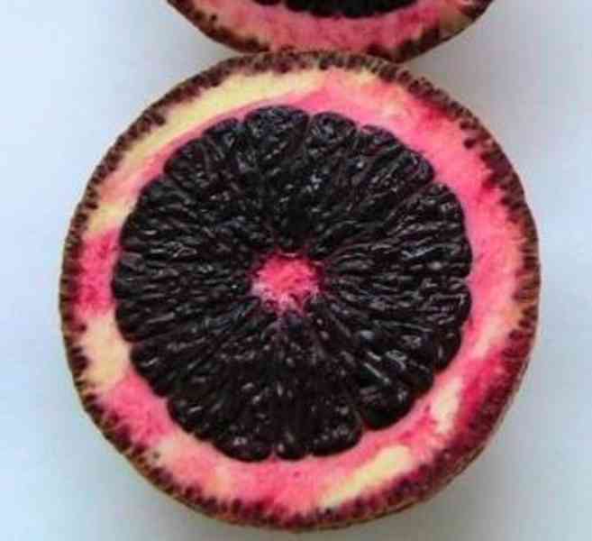 Línie morosil GLO.                                           - foto 3