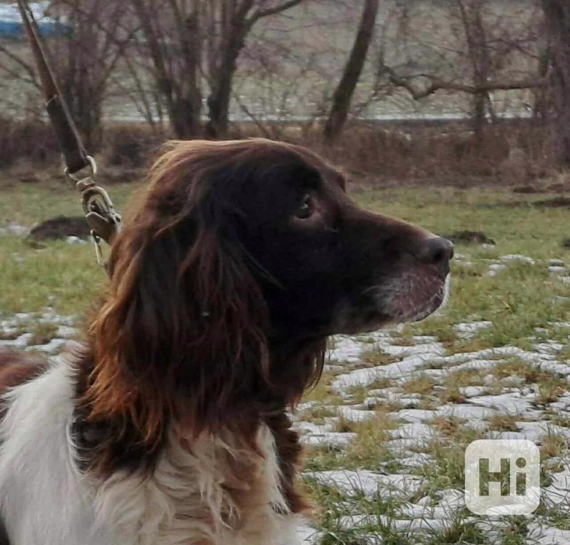 Hledá se nový domov pro TROJU - foto 1