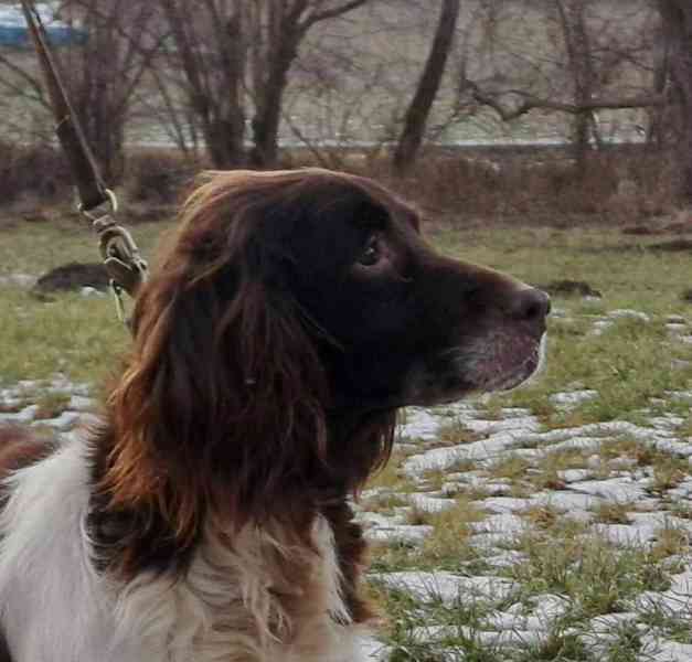 Hledá se nový domov pro TROJU - foto 1