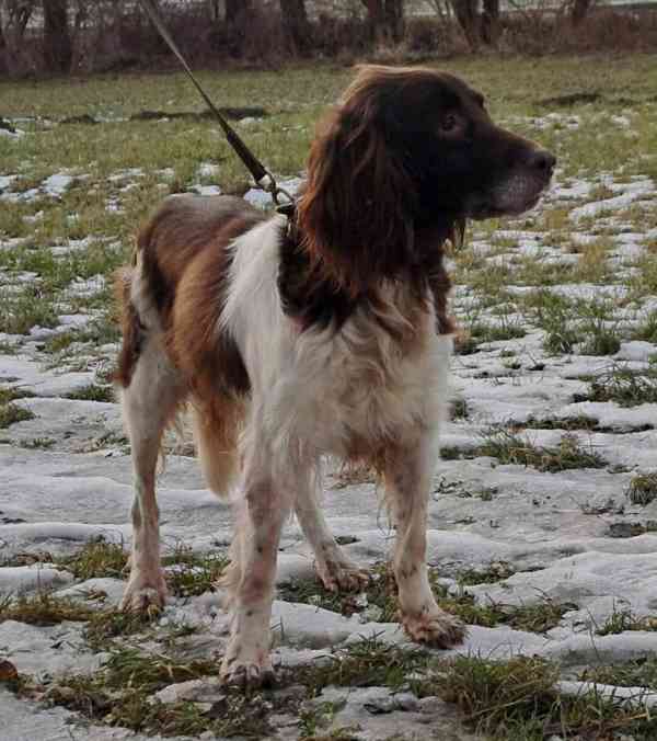 Hledá se nový domov pro TROJU - foto 2