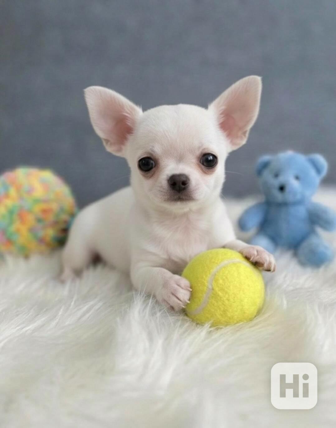 Chihuahua  - foto 1
