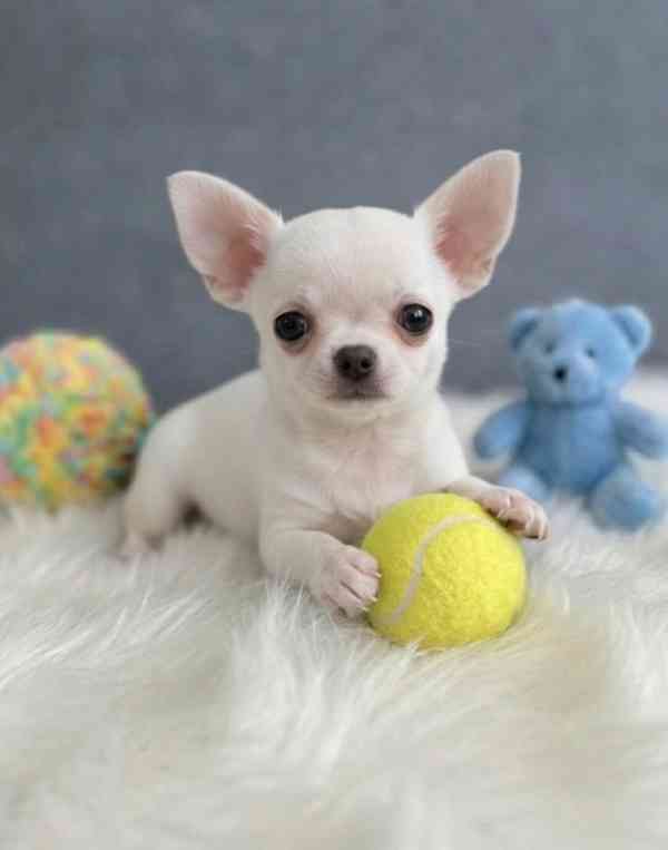 Chihuahua  - foto 1