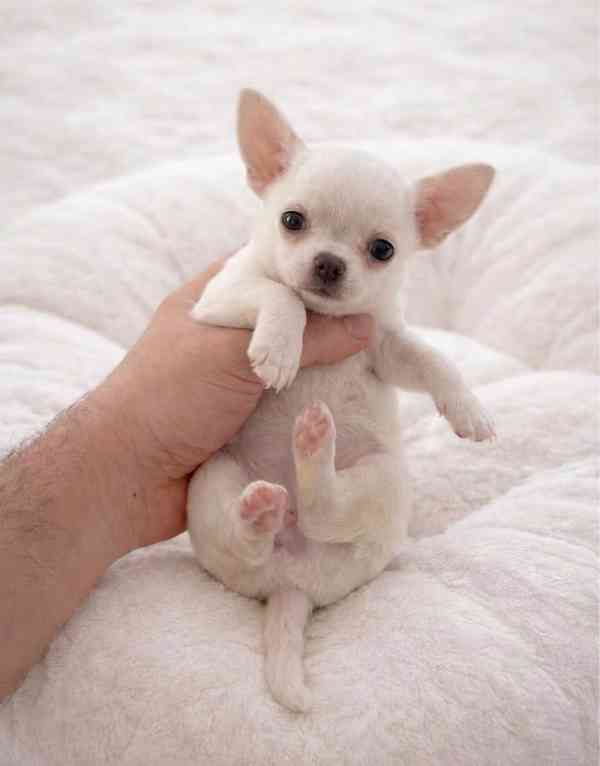 Chihuahua  - foto 2