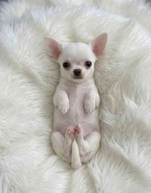 Chihuahua  - foto 3