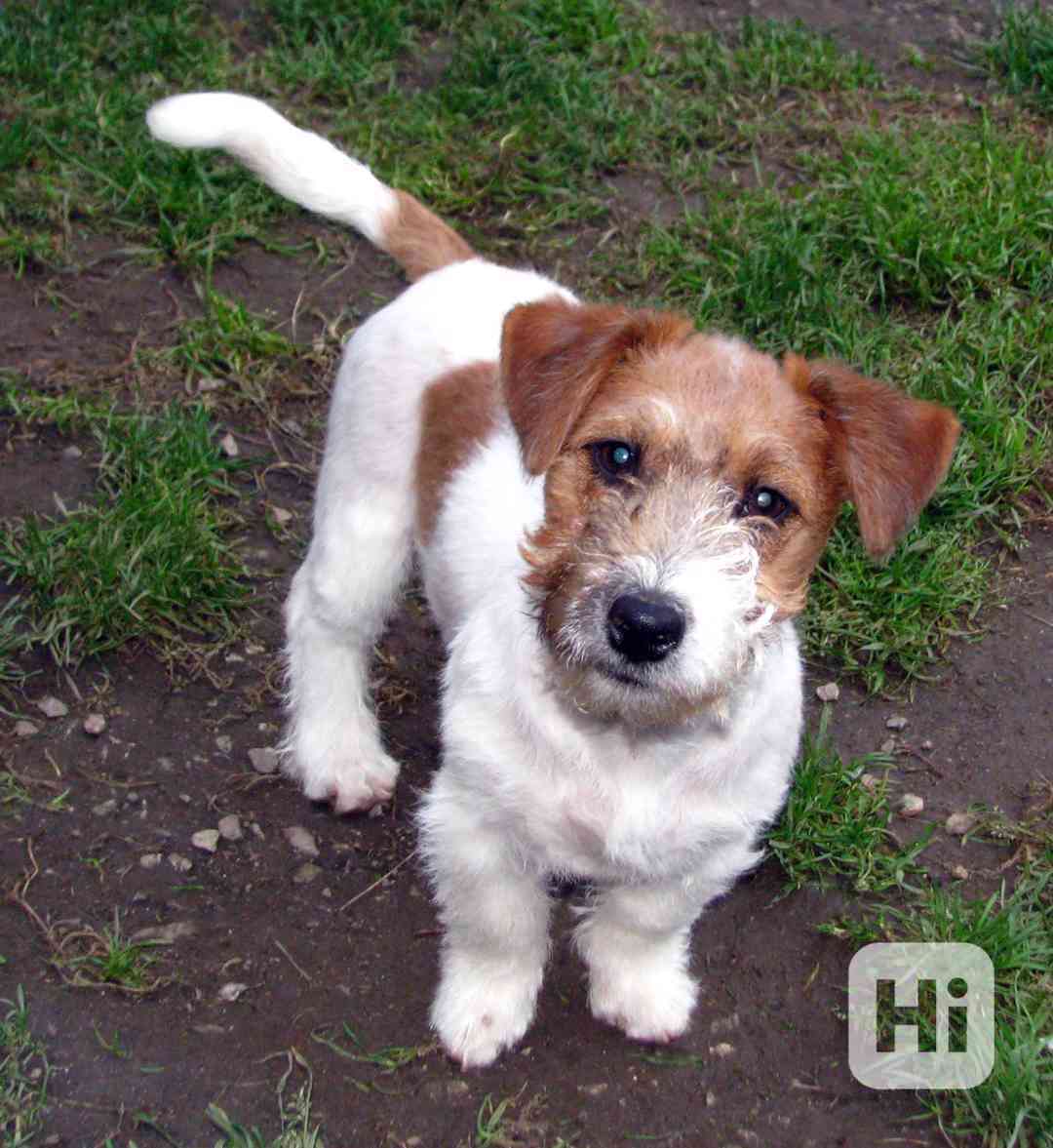 Jack Russell teriér – 4,5měsíční pejsek s PP k odběru - foto 1