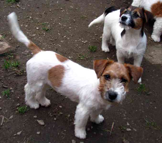 Jack Russell teriér – 4,5měsíční pejsek s PP k odběru - foto 5
