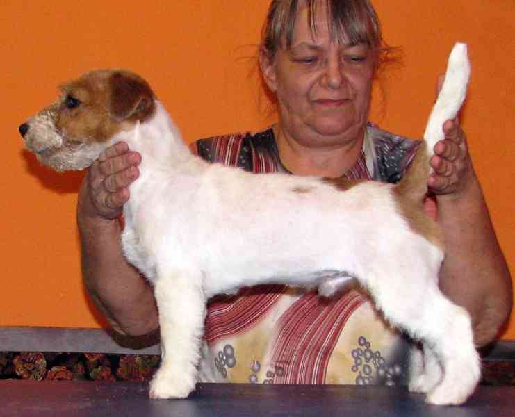 Jack Russell teriér – 4,5měsíční pejsek s PP k odběru - foto 3