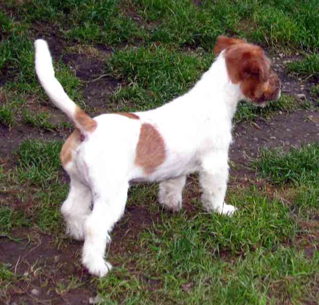 Jack Russell teriér – 4,5měsíční pejsek s PP k odběru - foto 2