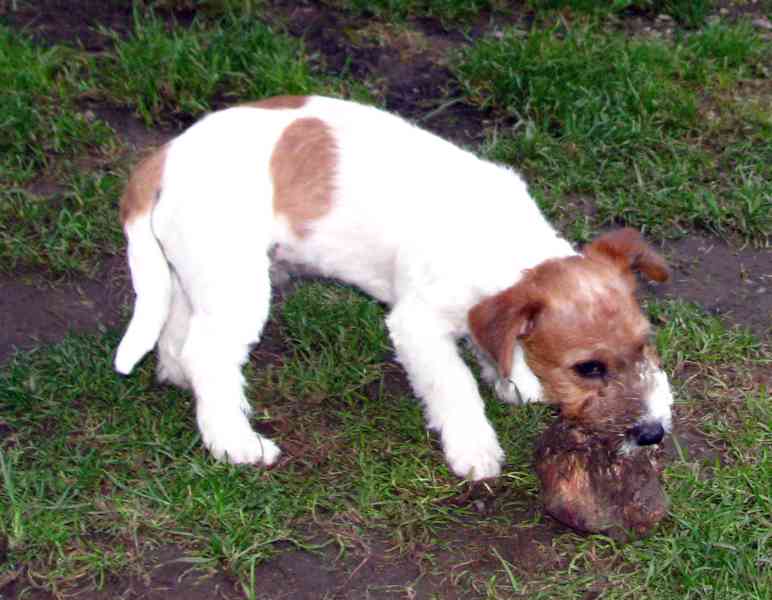 Jack Russell teriér – 4,5měsíční pejsek s PP k odběru - foto 6