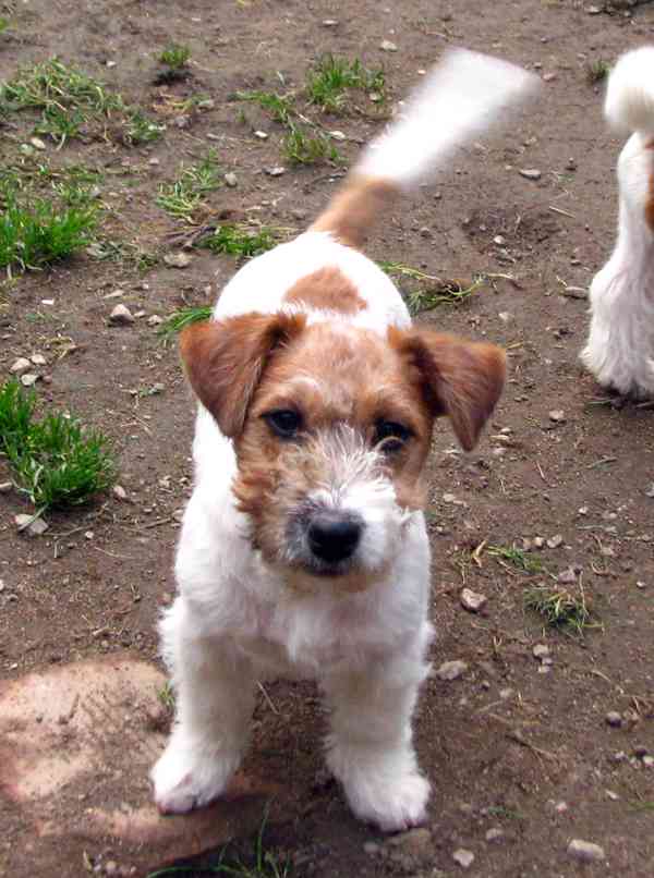 Jack Russell teriér – 4,5měsíční pejsek s PP k odběru - foto 4
